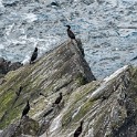 Shetland 559 copia